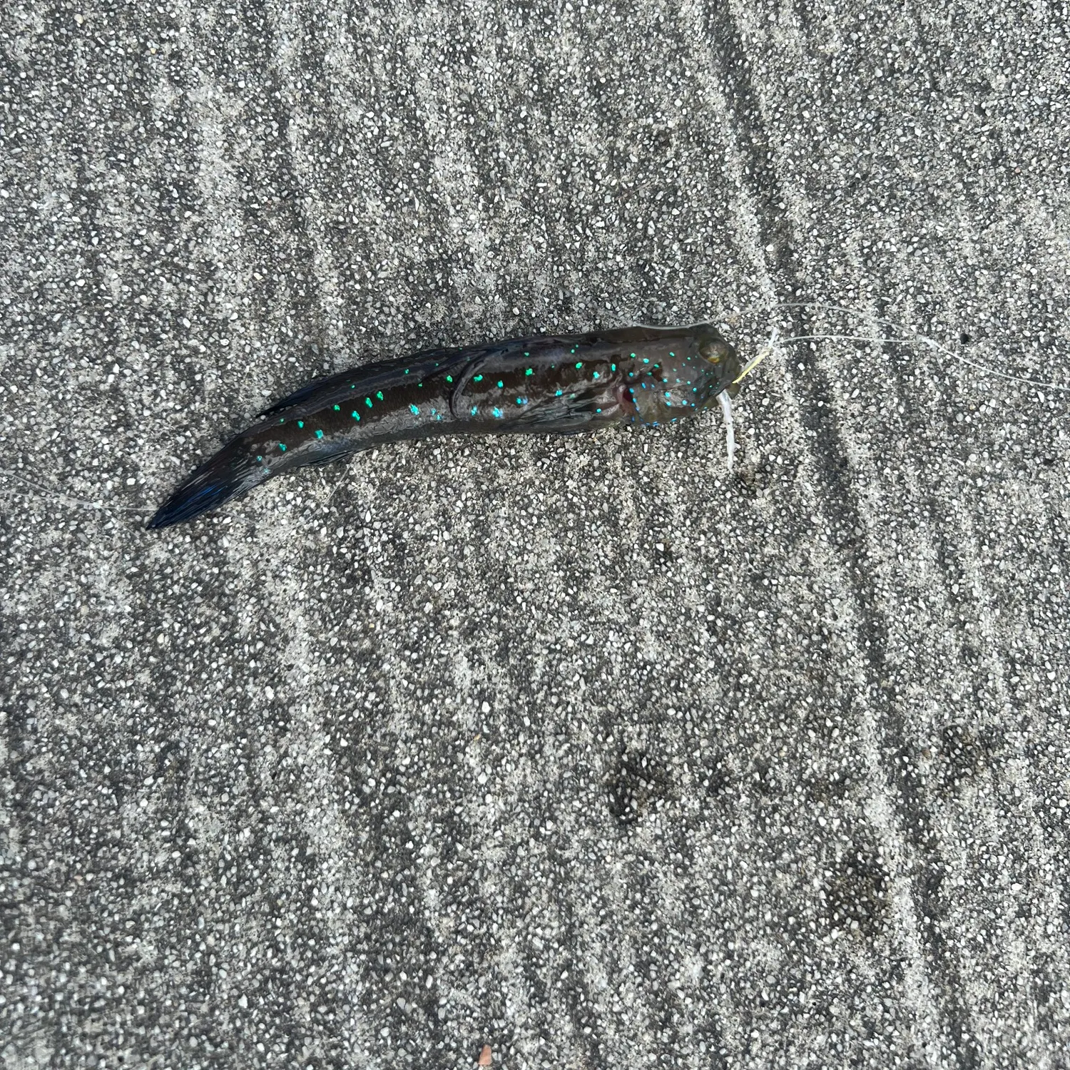 The most recent Peacock shrimpgoby catches on Fishbrain