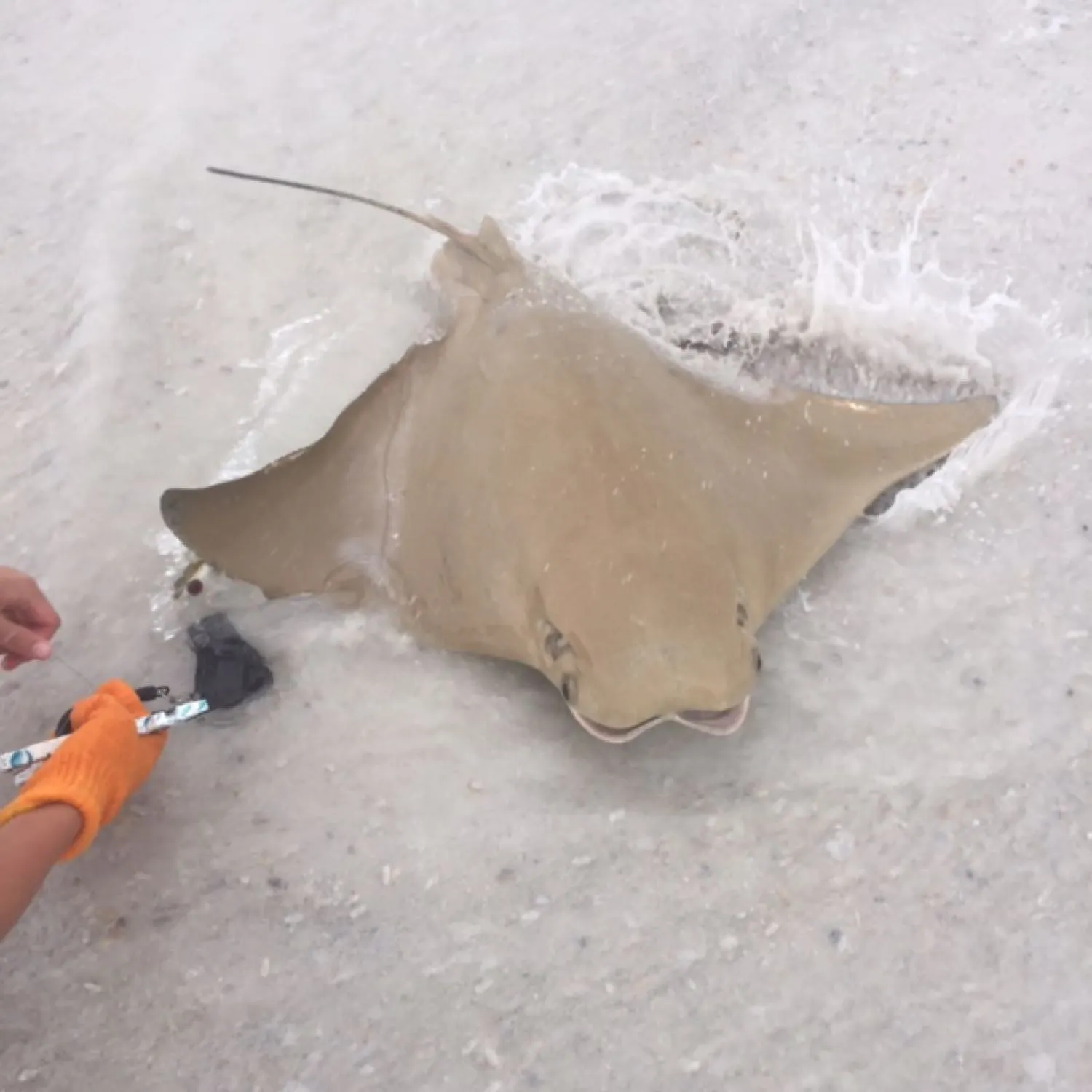 The most popular recent Cownose Ray catch on Fishbrain