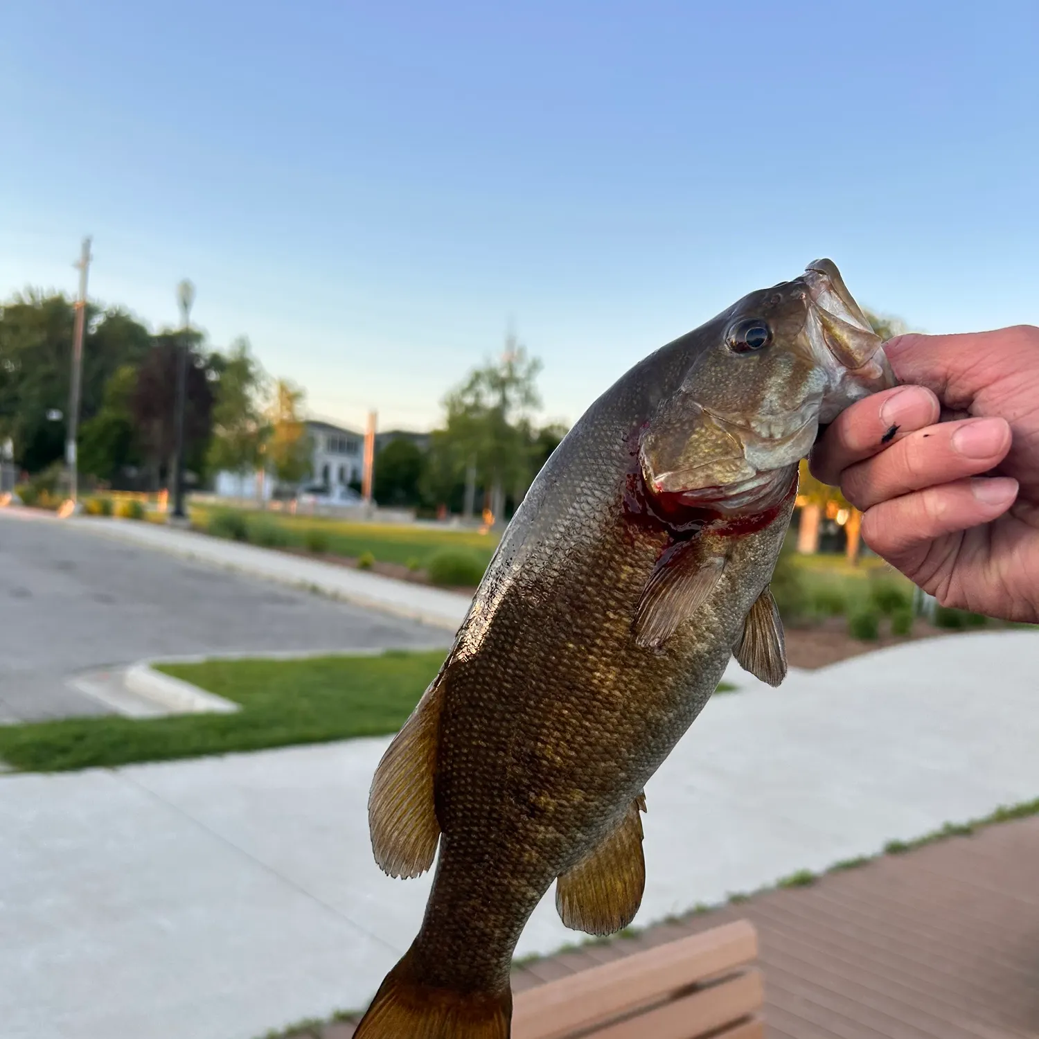 catch