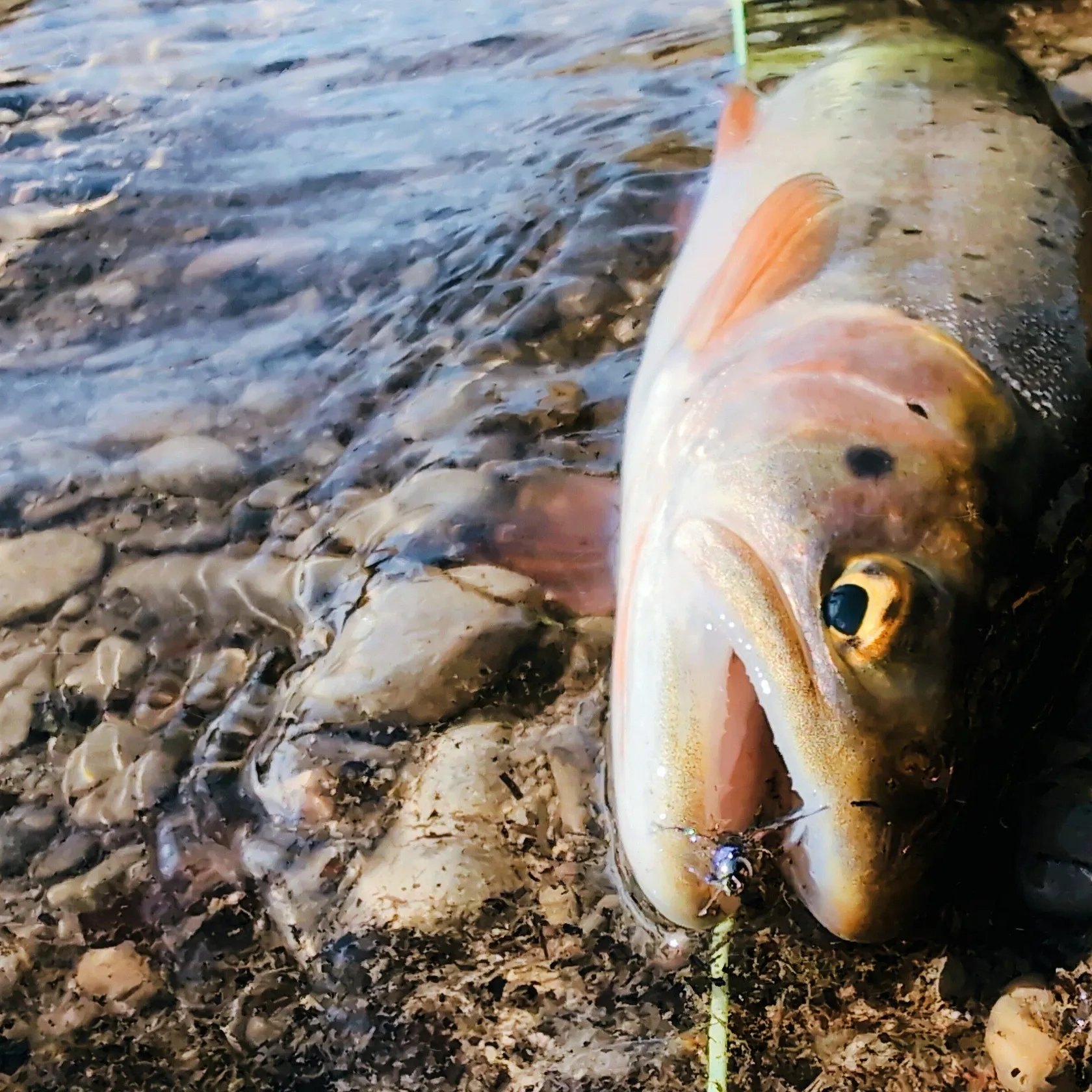 The most recent Bonneville cutthroat trout catches on Fishbrain