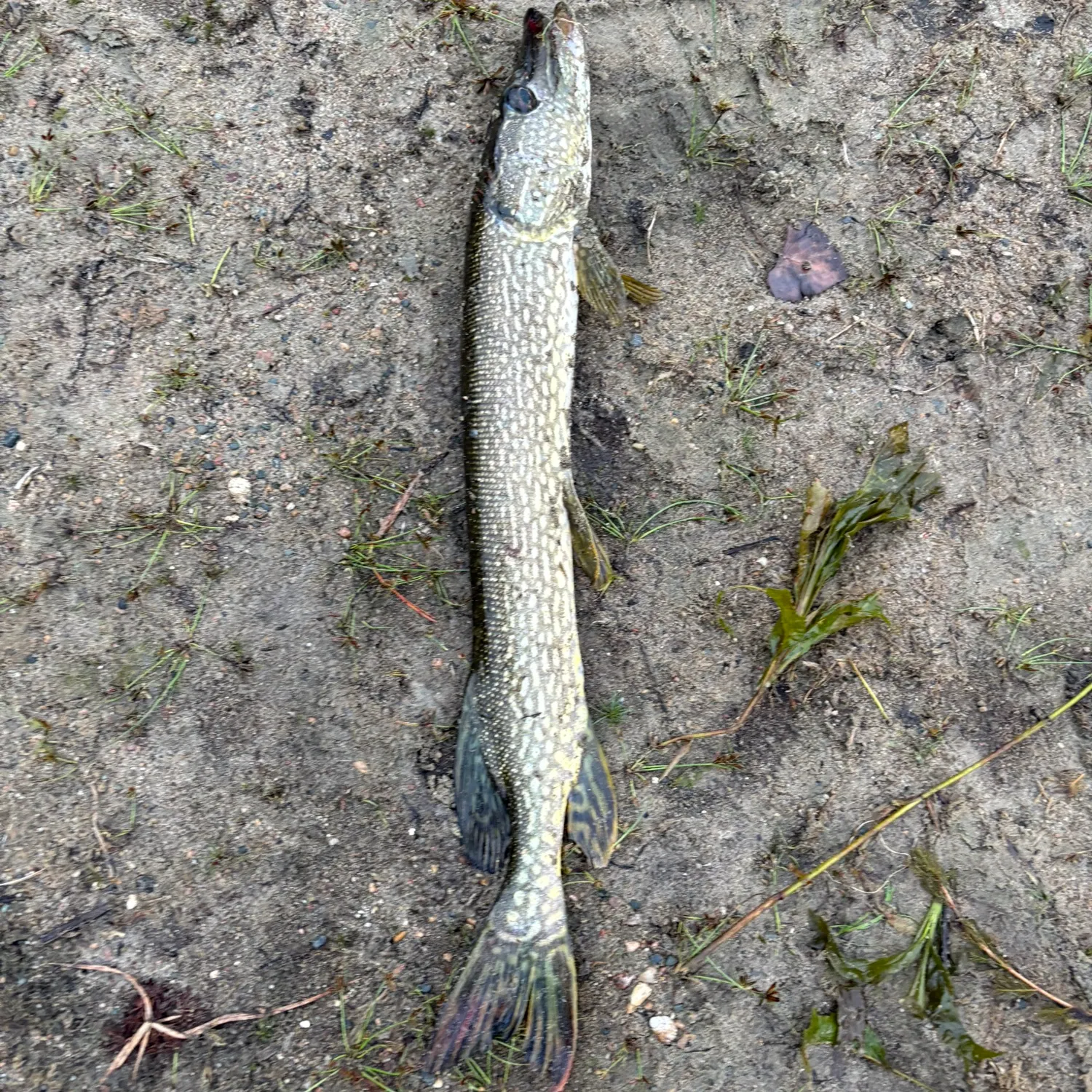 Northern pike caught on Fishbrain
