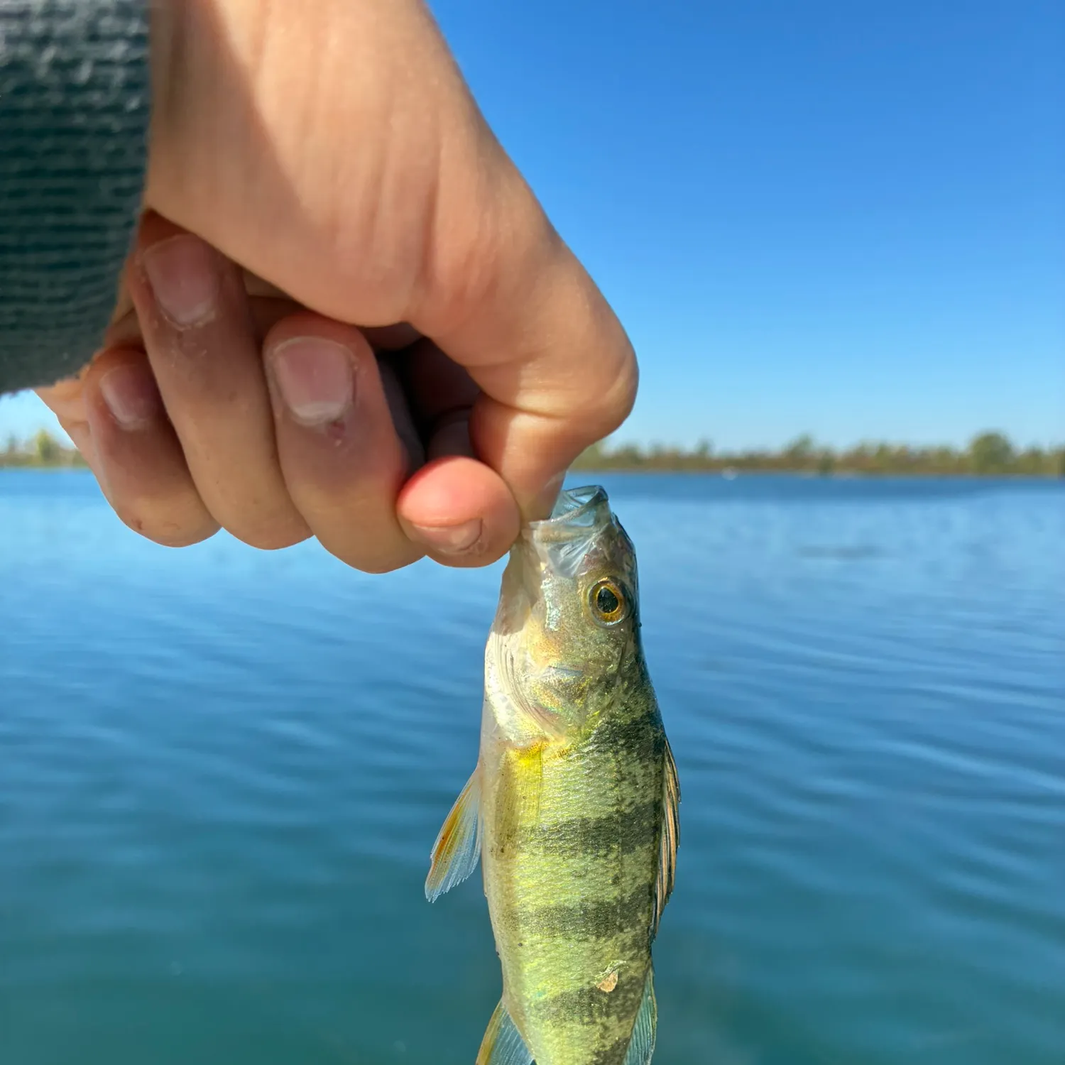Yellow perch caught on Fishbrain