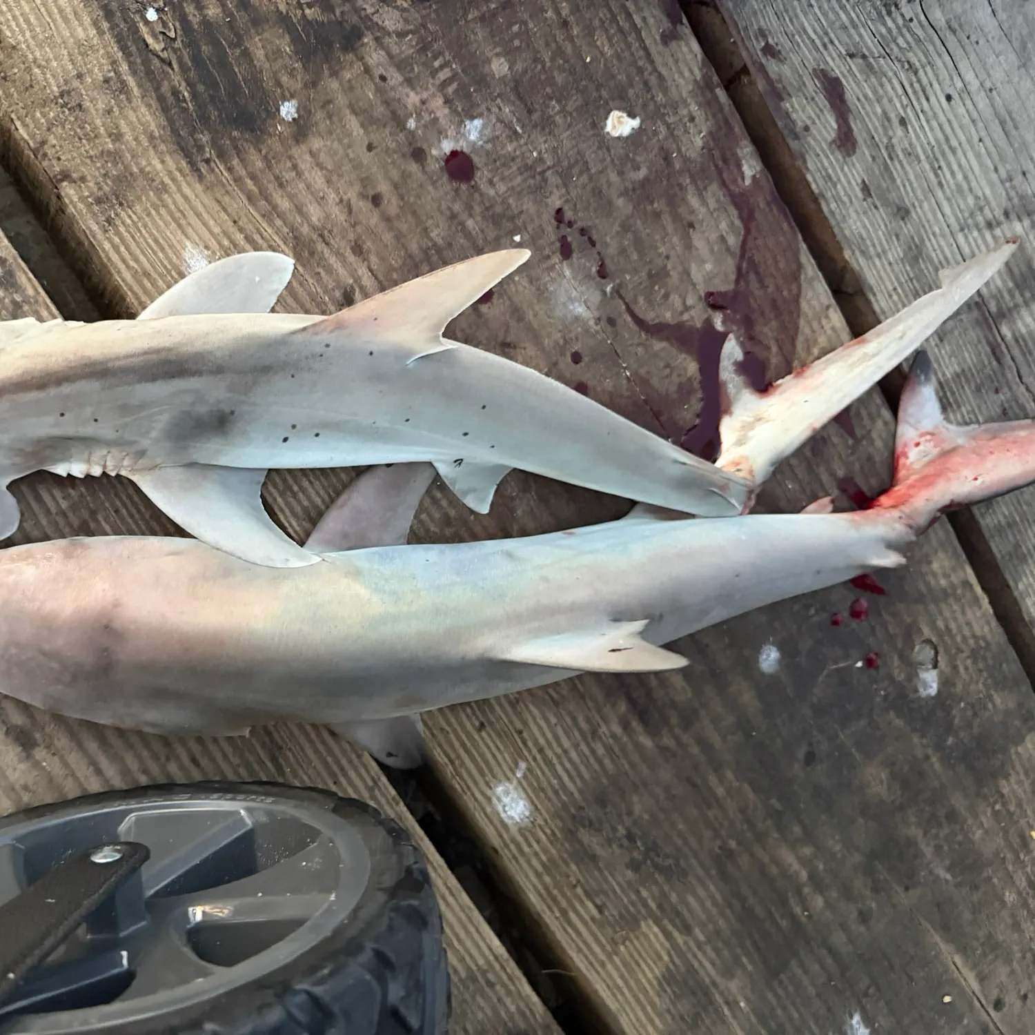 The most recent Smooth hammerhead shark catches on Fishbrain