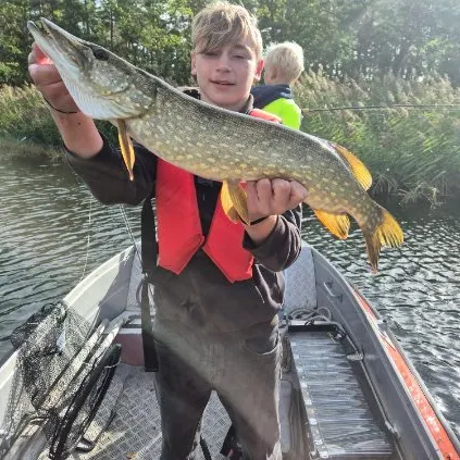 Northern pike caught on Fishbrain