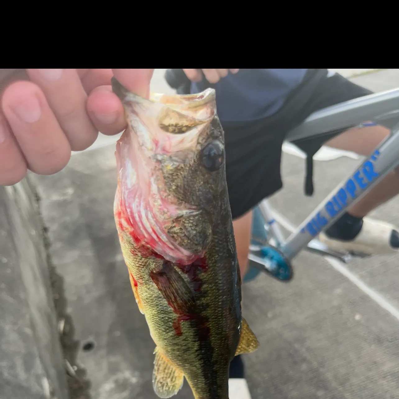 Largemouth bass caught on Fishbrain