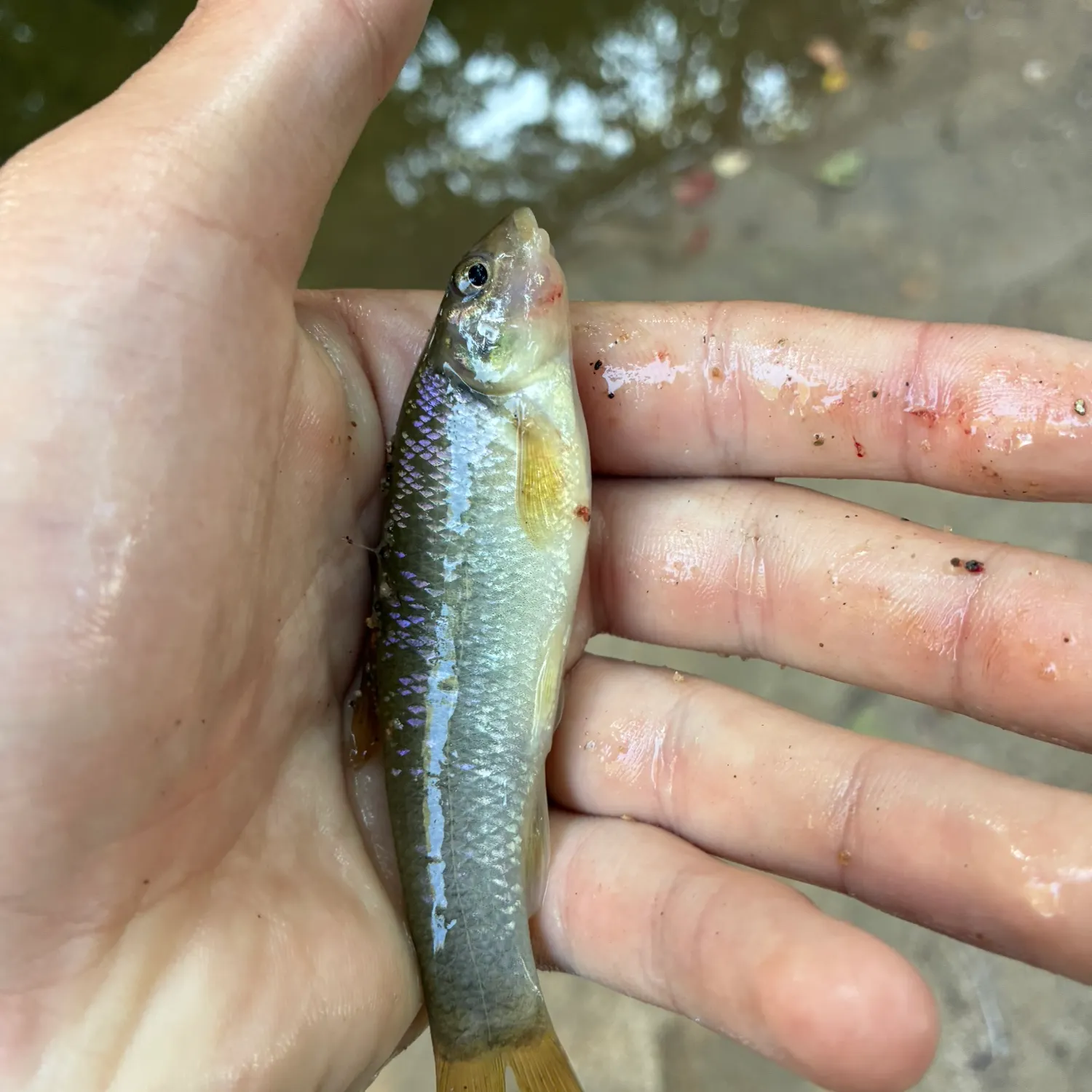 The most recent Cutlips minnow catches on Fishbrain