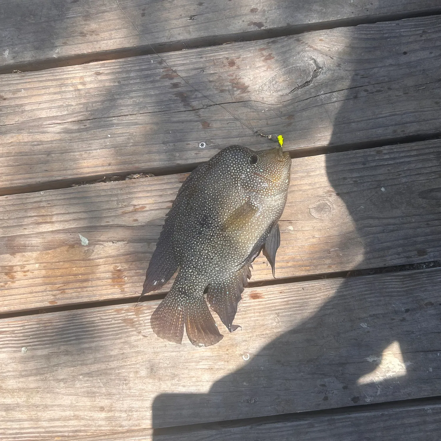 Rio Grande cichlid caught on Fishbrain