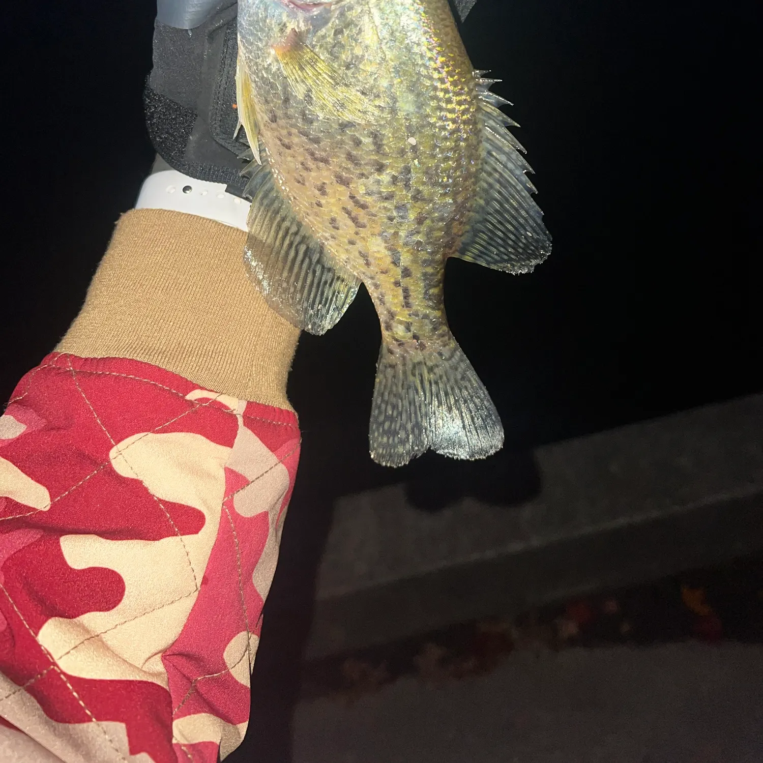 Black crappie caught on Fishbrain