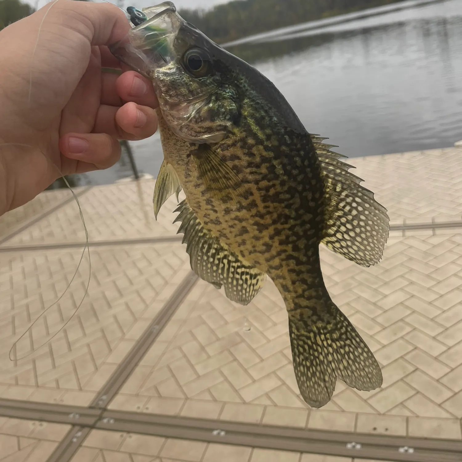 Black crappie caught on Fishbrain