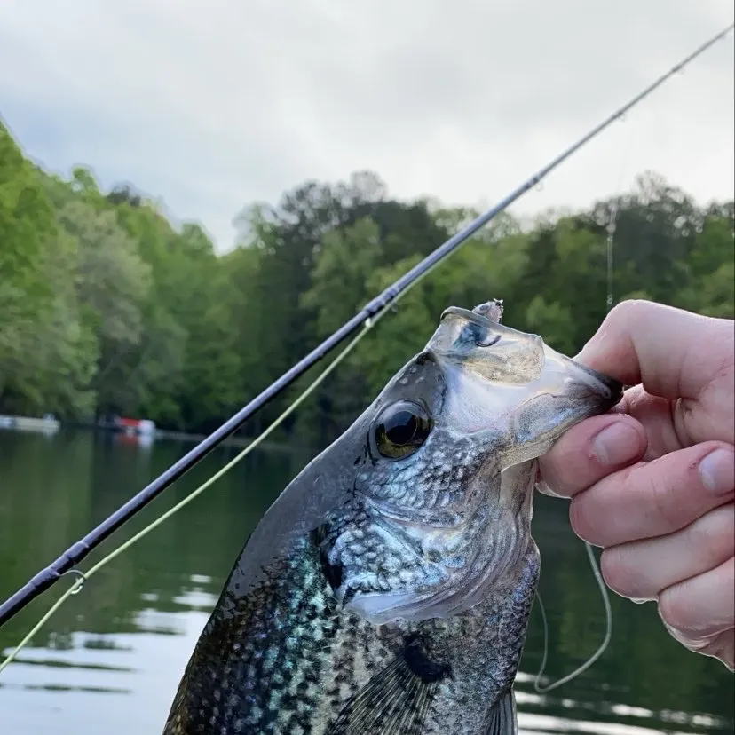 Black crappie caught on Fishbrain
