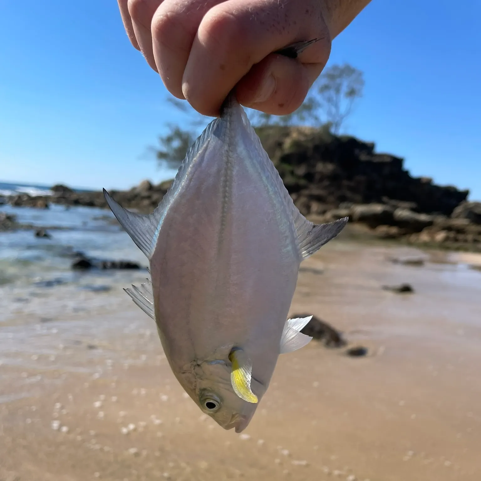 The most recent Giant trevally catches on Fishbrain