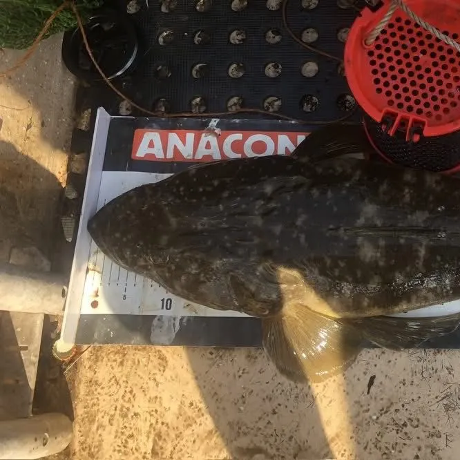The most recent Dusky flathead catches on Fishbrain