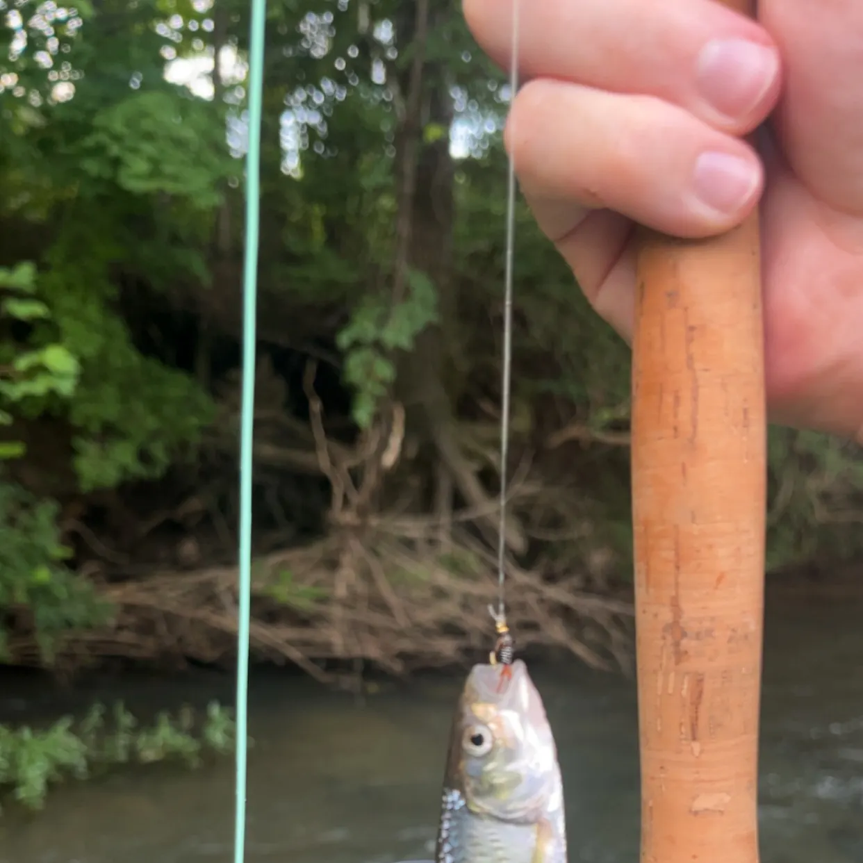 The most recent Striped shiner catches on Fishbrain