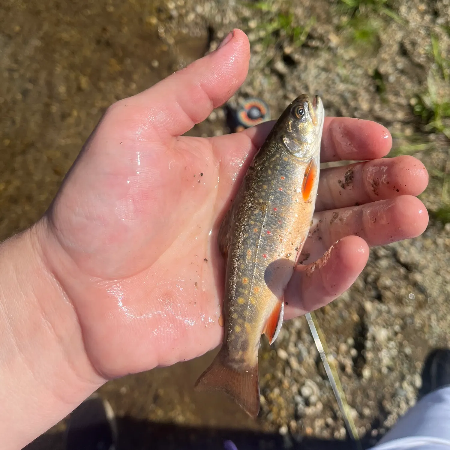 Brook trout caught on Fishbrain