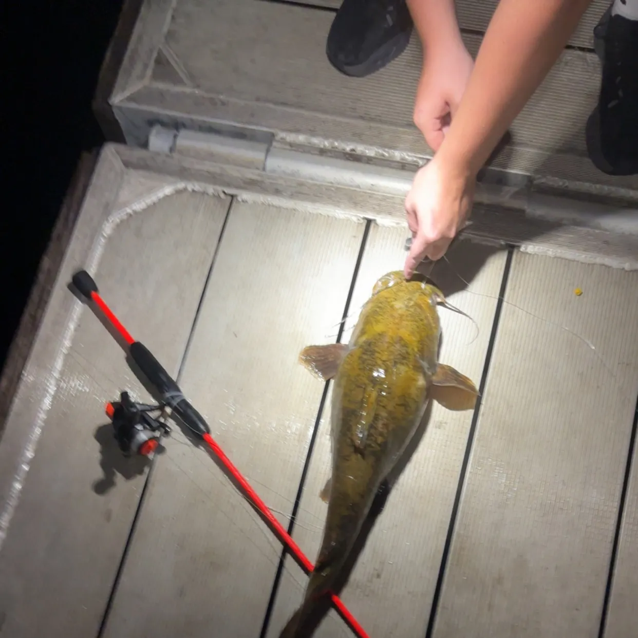 recently logged catches