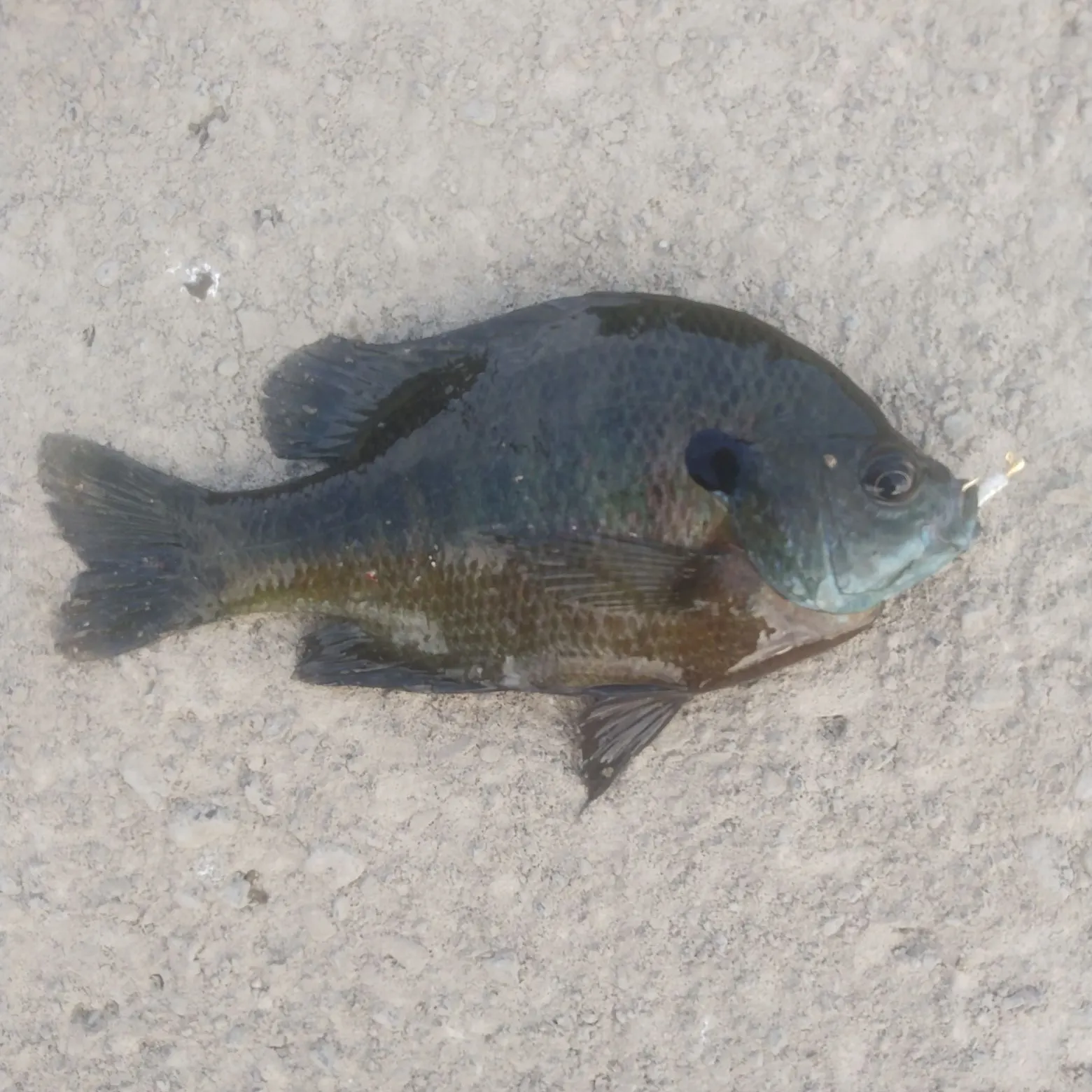 Bluegill caught on Fishbrain