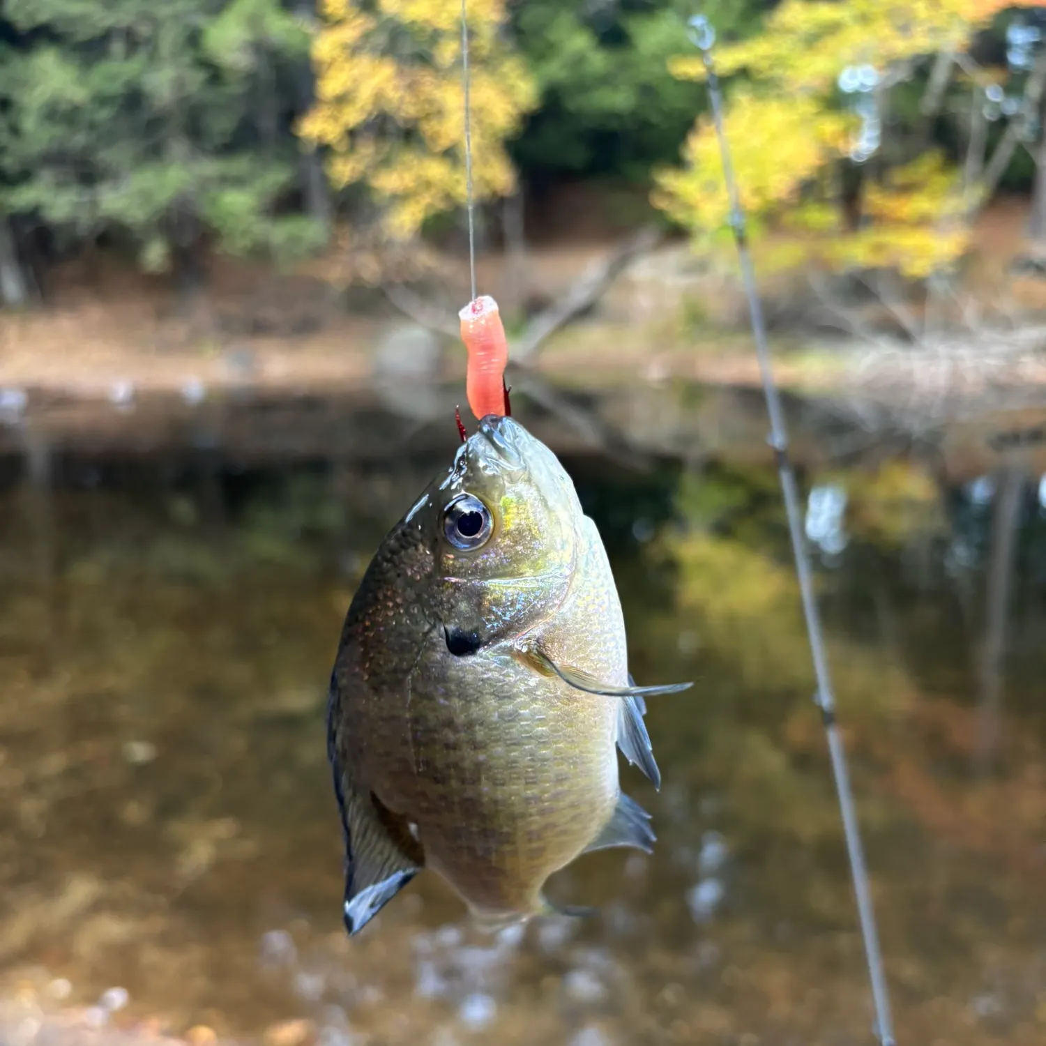 Bluegill caught on Fishbrain