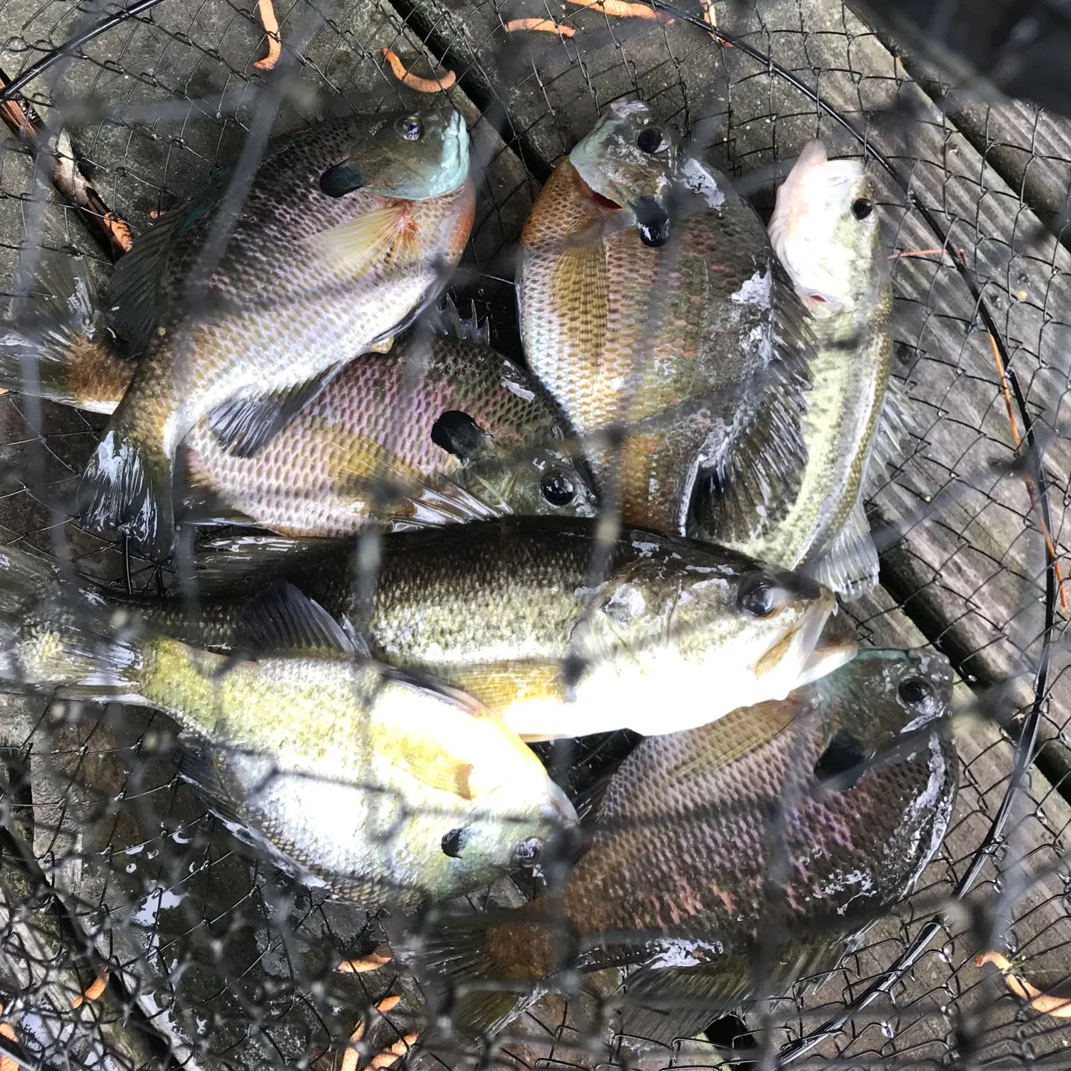 recently logged catches