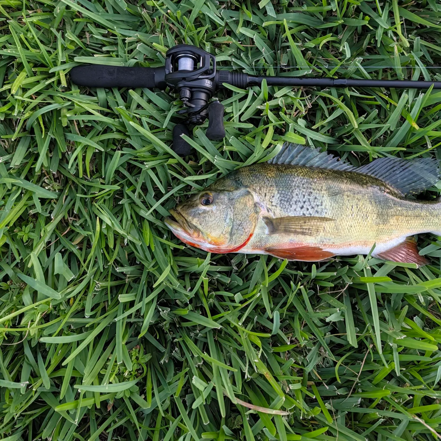 Butterfly peacock bass caught on Fishbrain