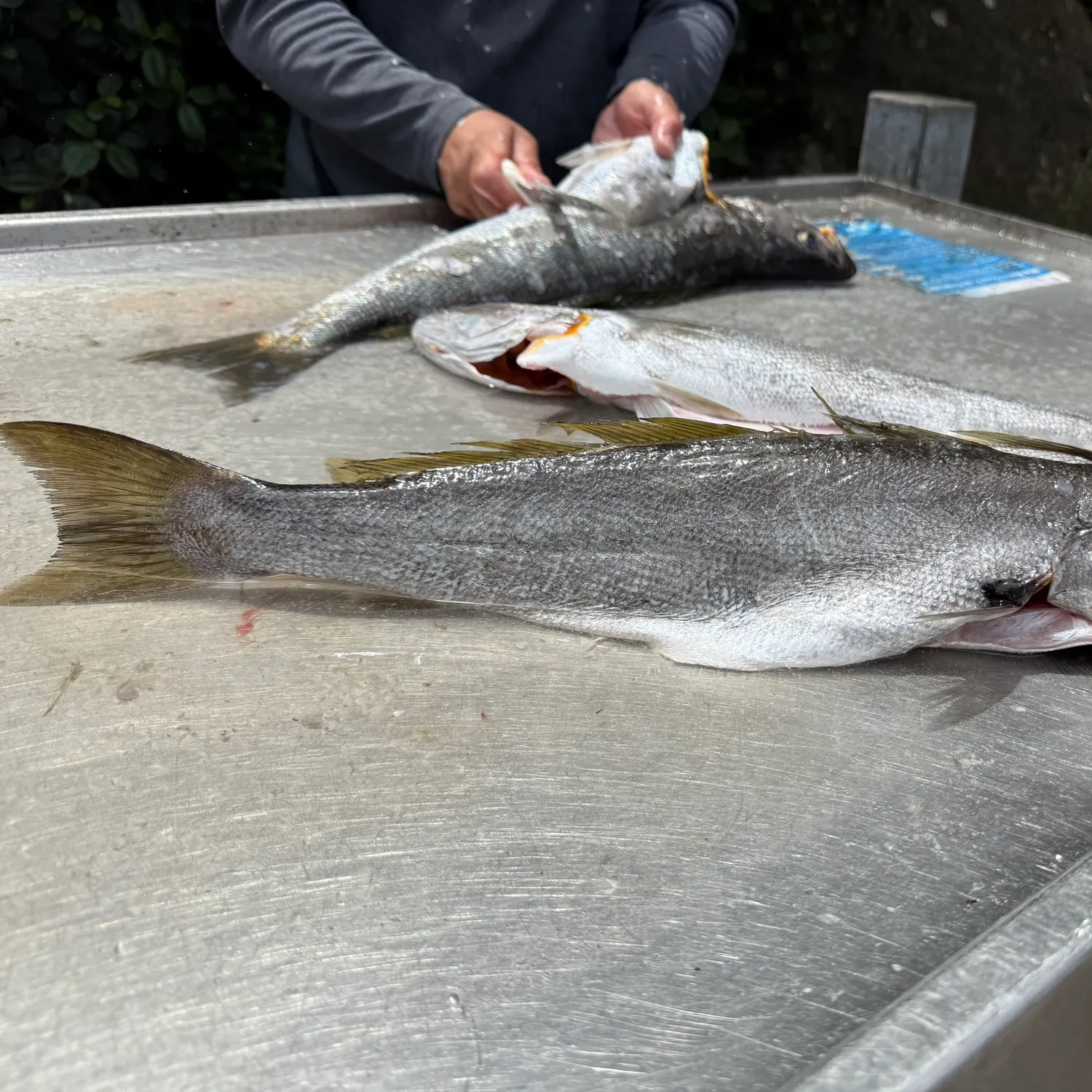 The most recent Geelbeck croaker catches on Fishbrain