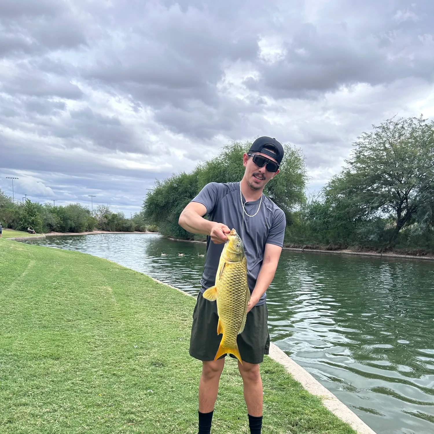 Common carp caught on Fishbrain