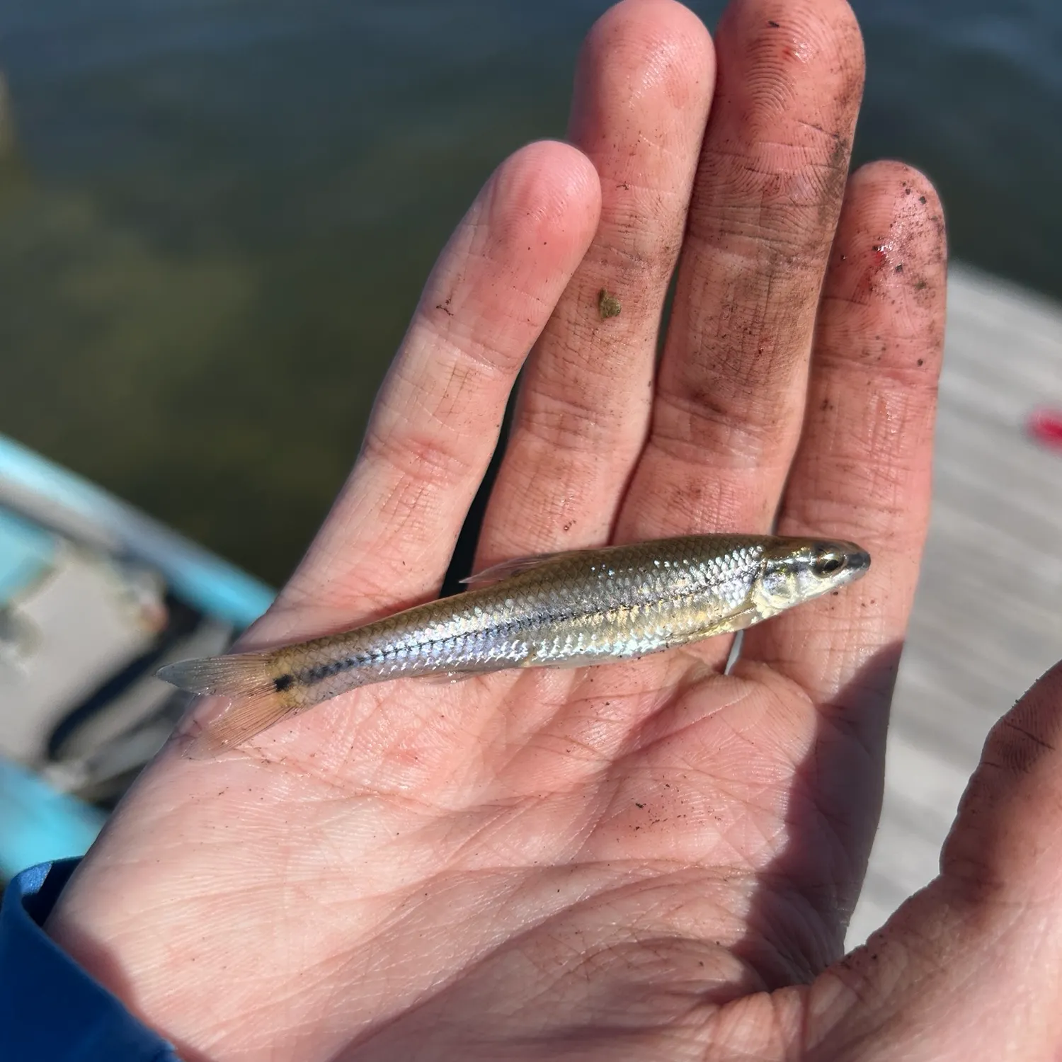 The most recent Suckermouth minnow catches on Fishbrain