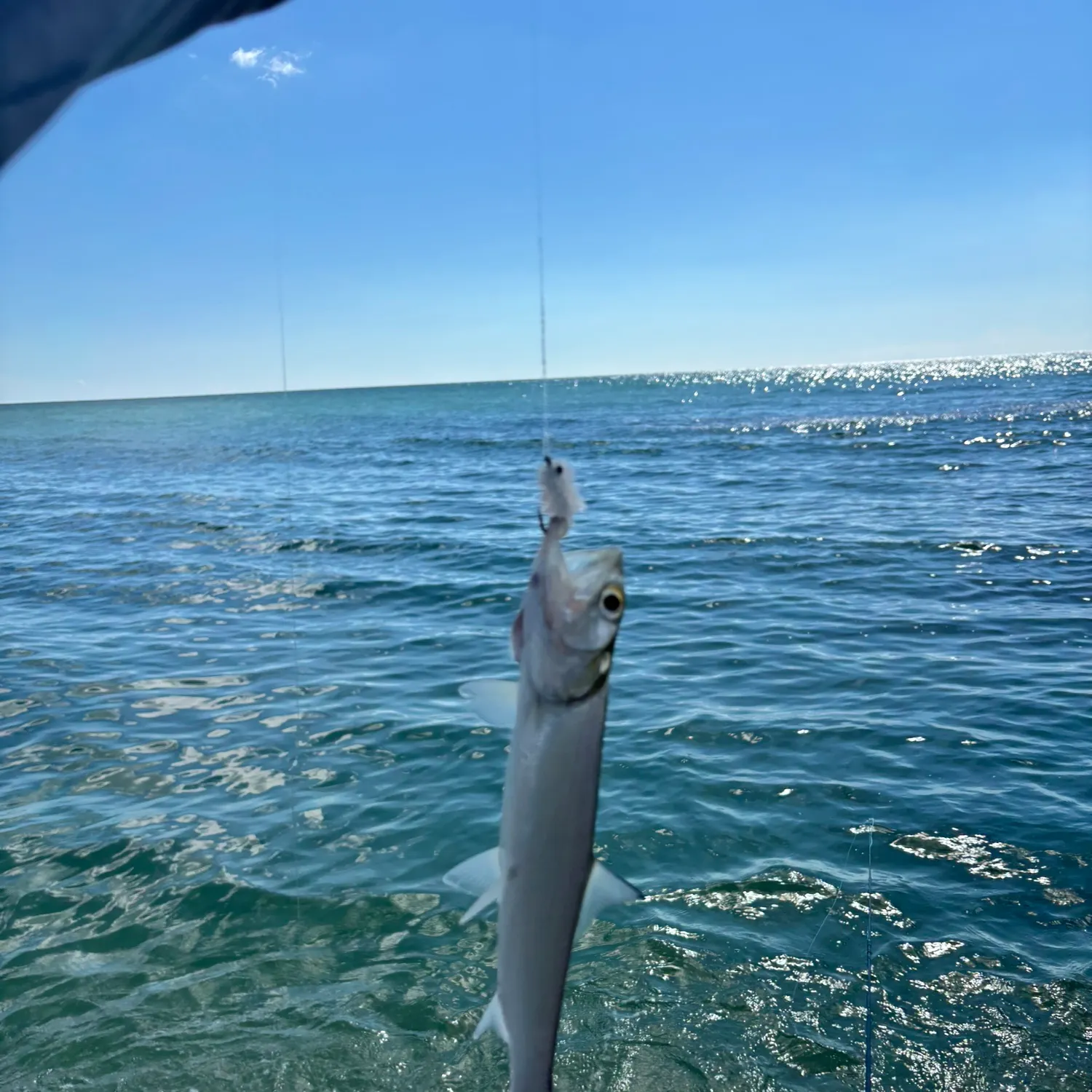 Ladyfish caught on Fishbrain