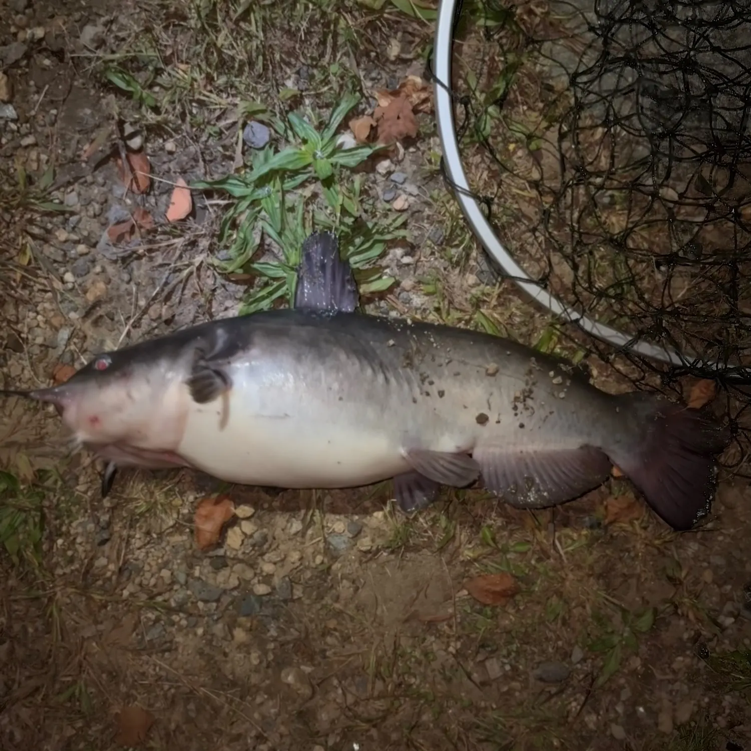 Channel catfish caught on Fishbrain