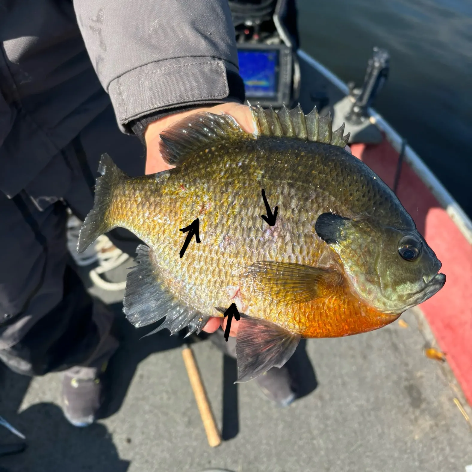 recently logged catches