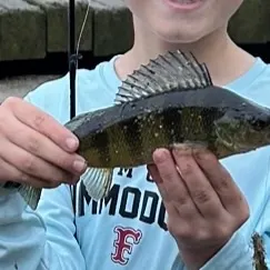 Yellow perch caught on Fishbrain