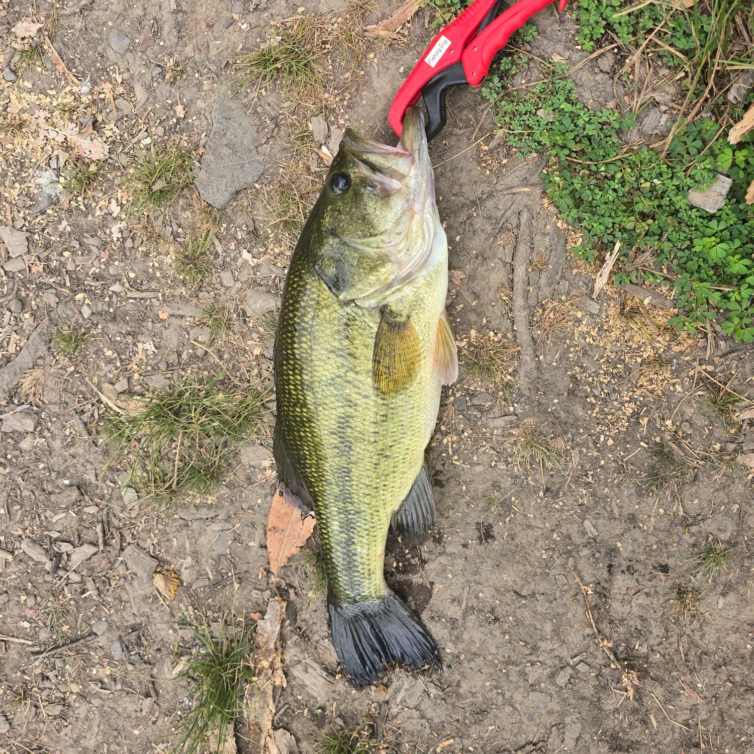 Fish caught on Fishbrain