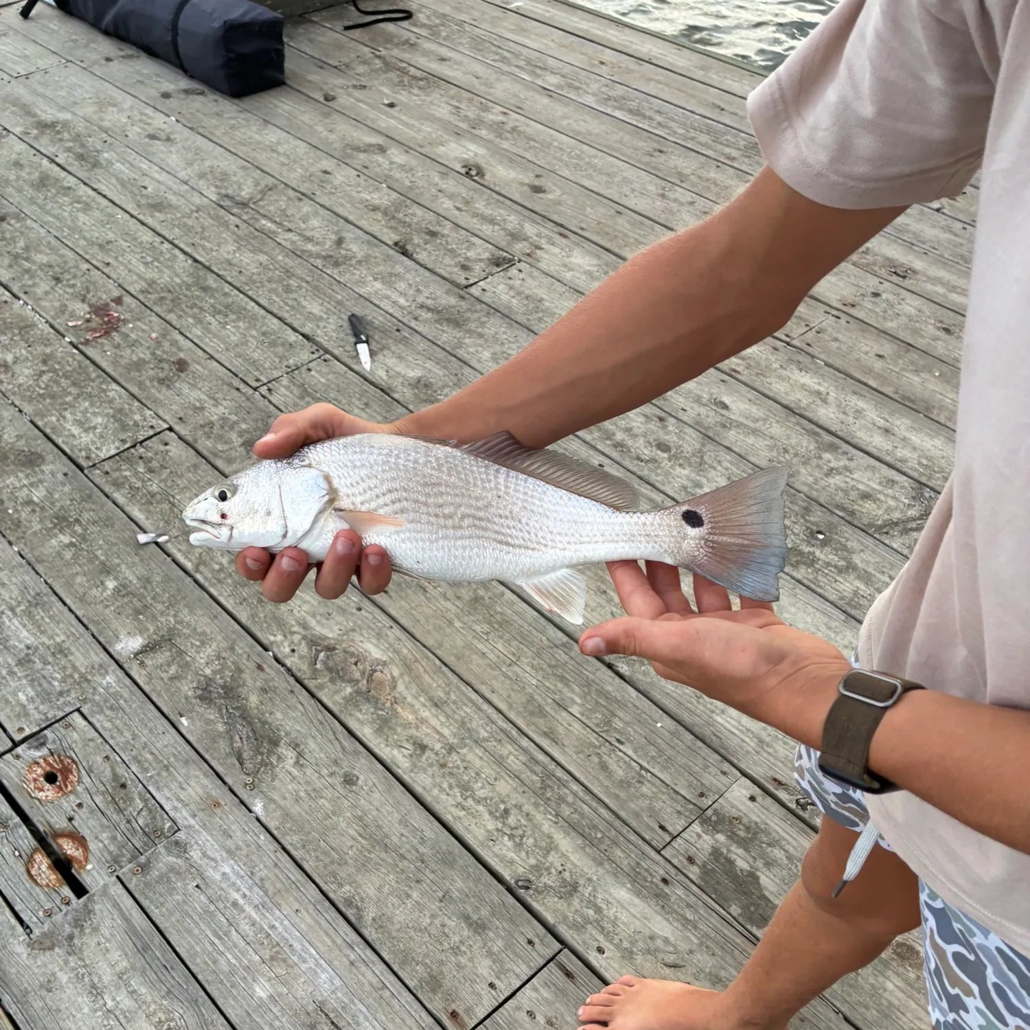 Red drum caught on Fishbrain