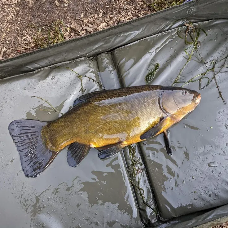 Tench caught on Fishbrain