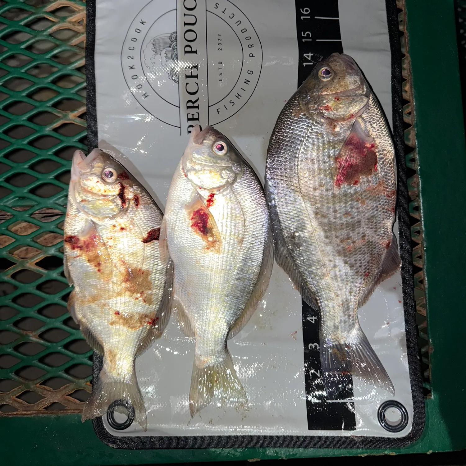 The most recent Barred surfperch catches on Fishbrain