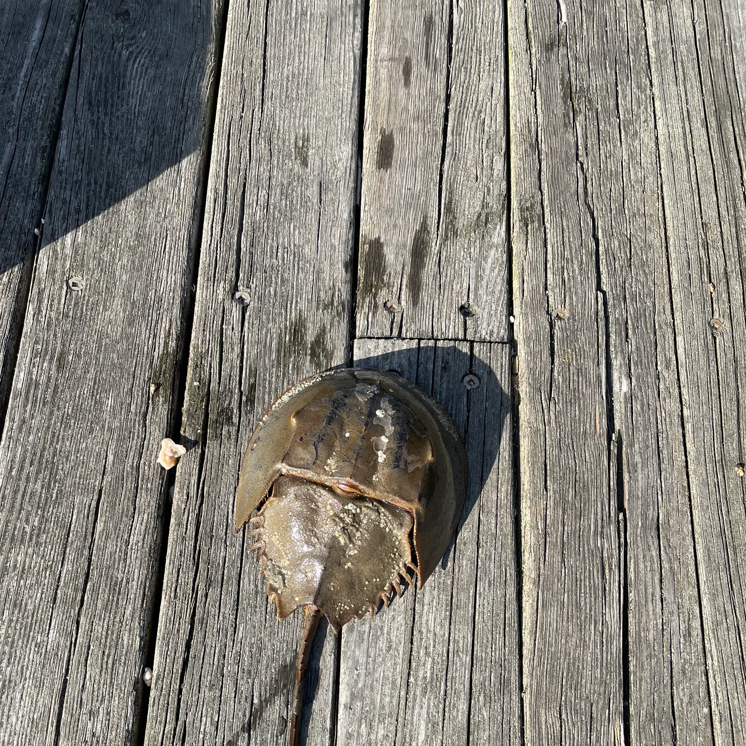 The most recent Atlantic horseshoe crab catches on Fishbrain