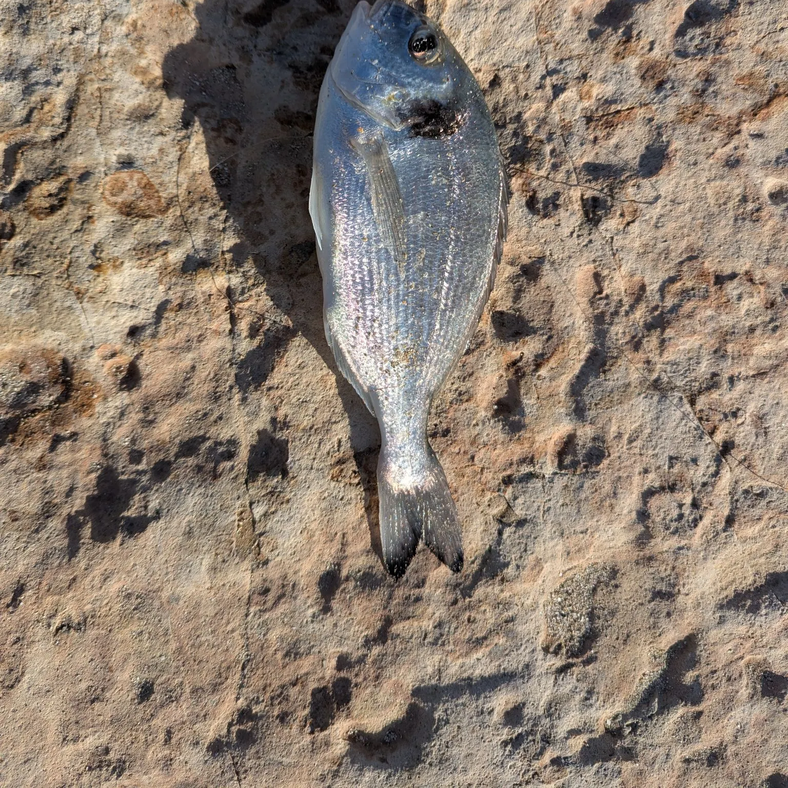 The most recent Gilthead seabream catches on Fishbrain