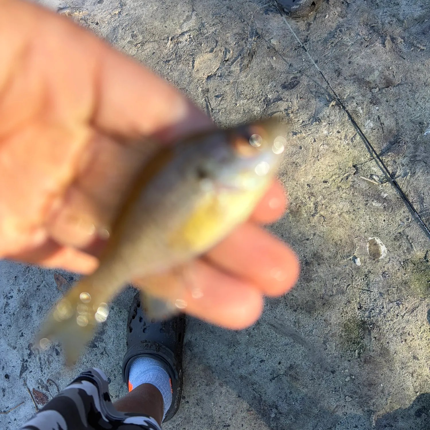 The most recent Wargill hybrid catches on Fishbrain