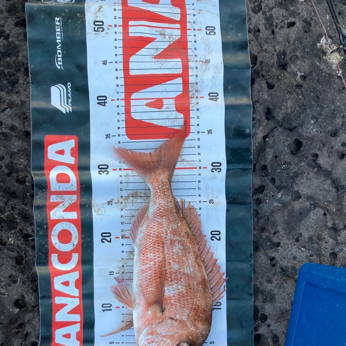 Australasian snapper caught on Fishbrain
