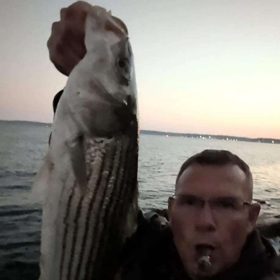 Striped bass caught on Fishbrain