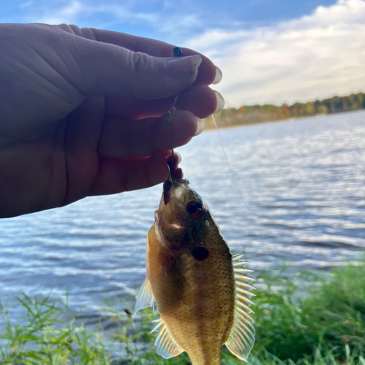 Bluegill caught on Fishbrain