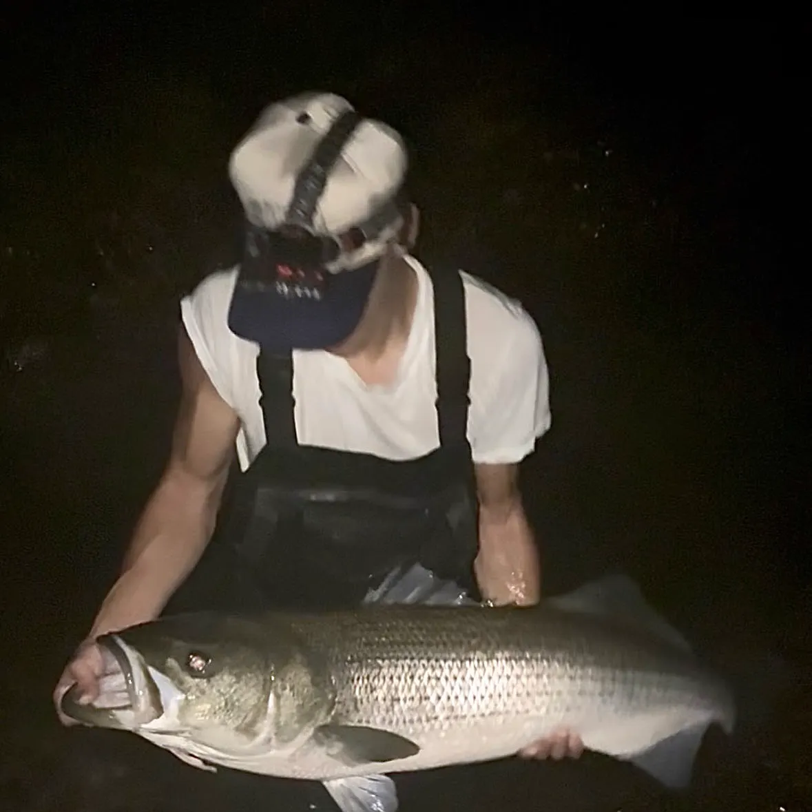 Striped bass caught on Fishbrain