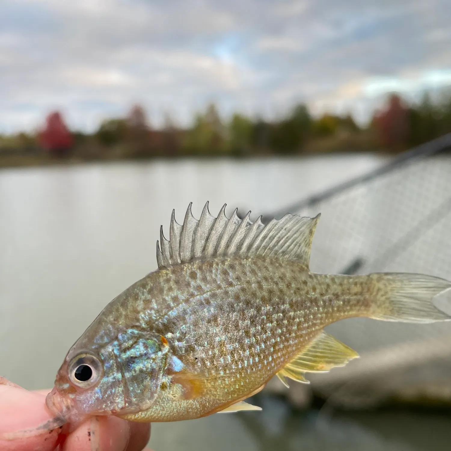 Pumpkinseed caught on Fishbrain