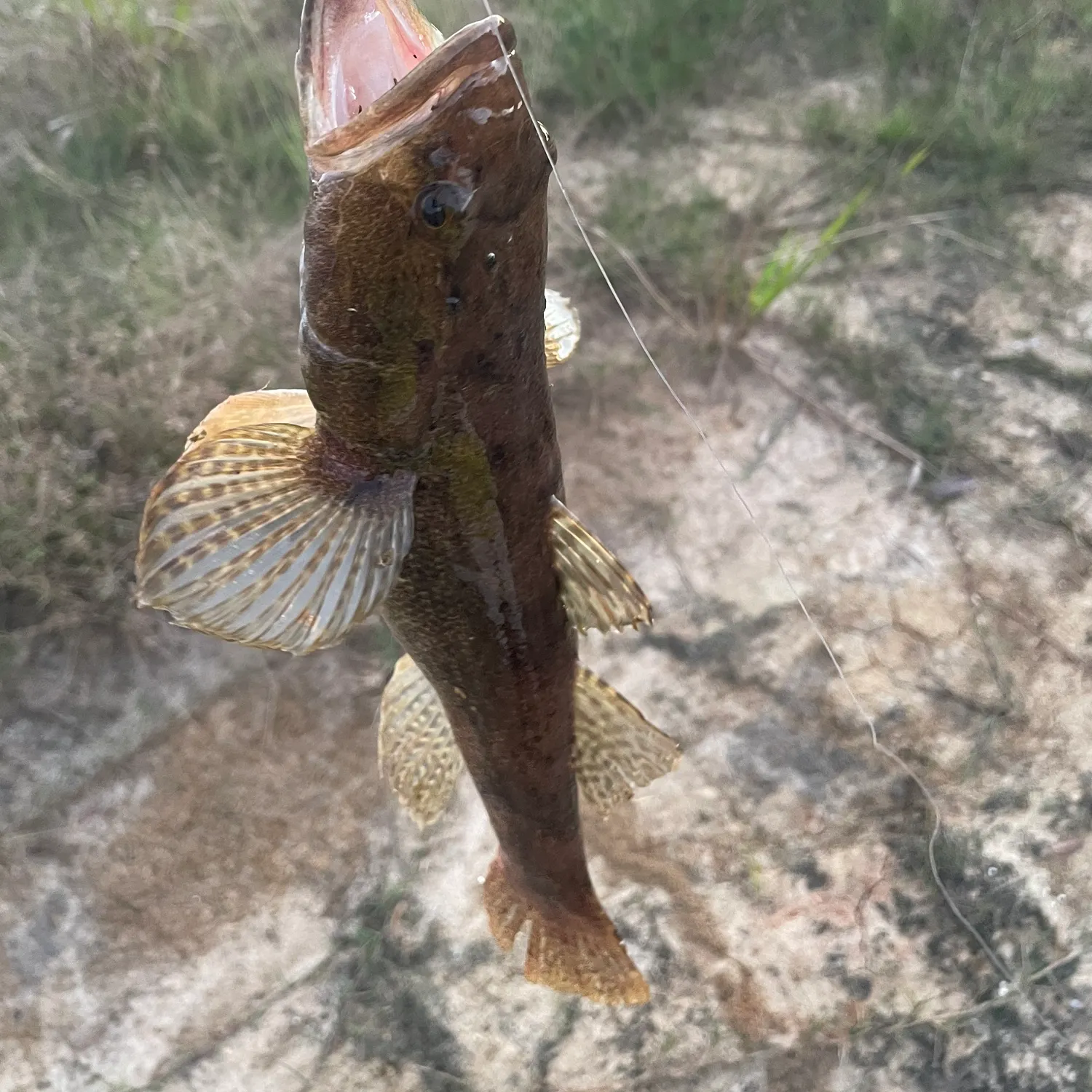 The most recent Saugeye catches on Fishbrain