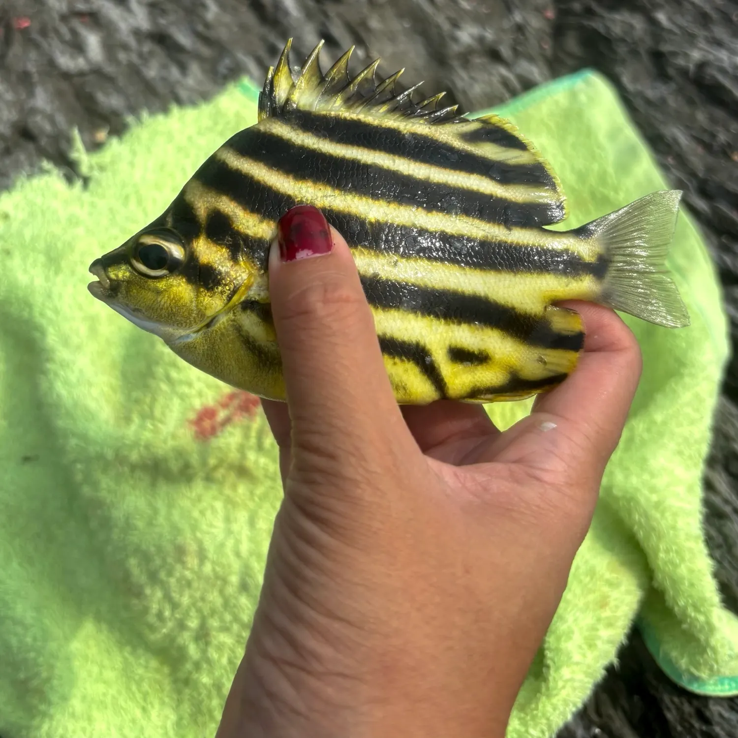 The most recent Stripey catches on Fishbrain