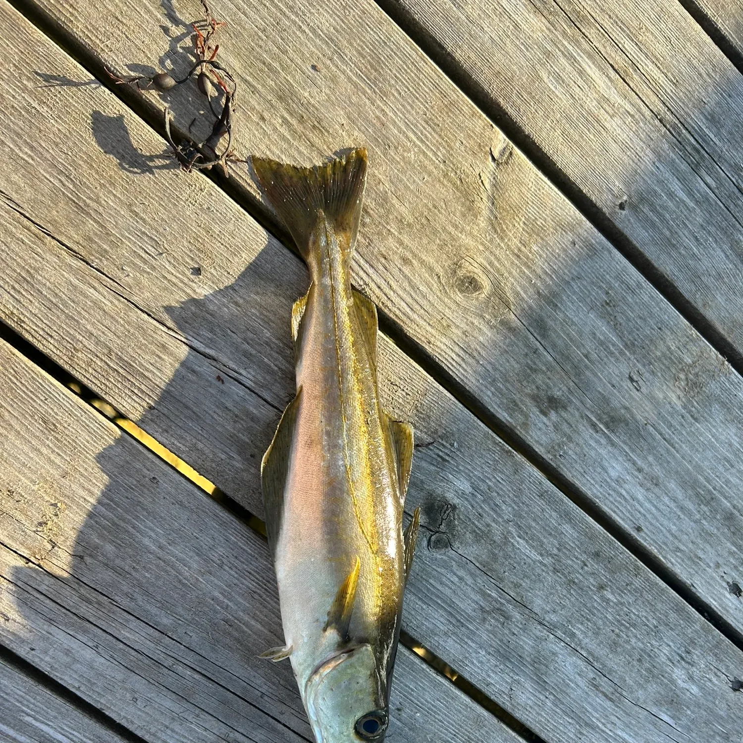 Pollack caught on Fishbrain