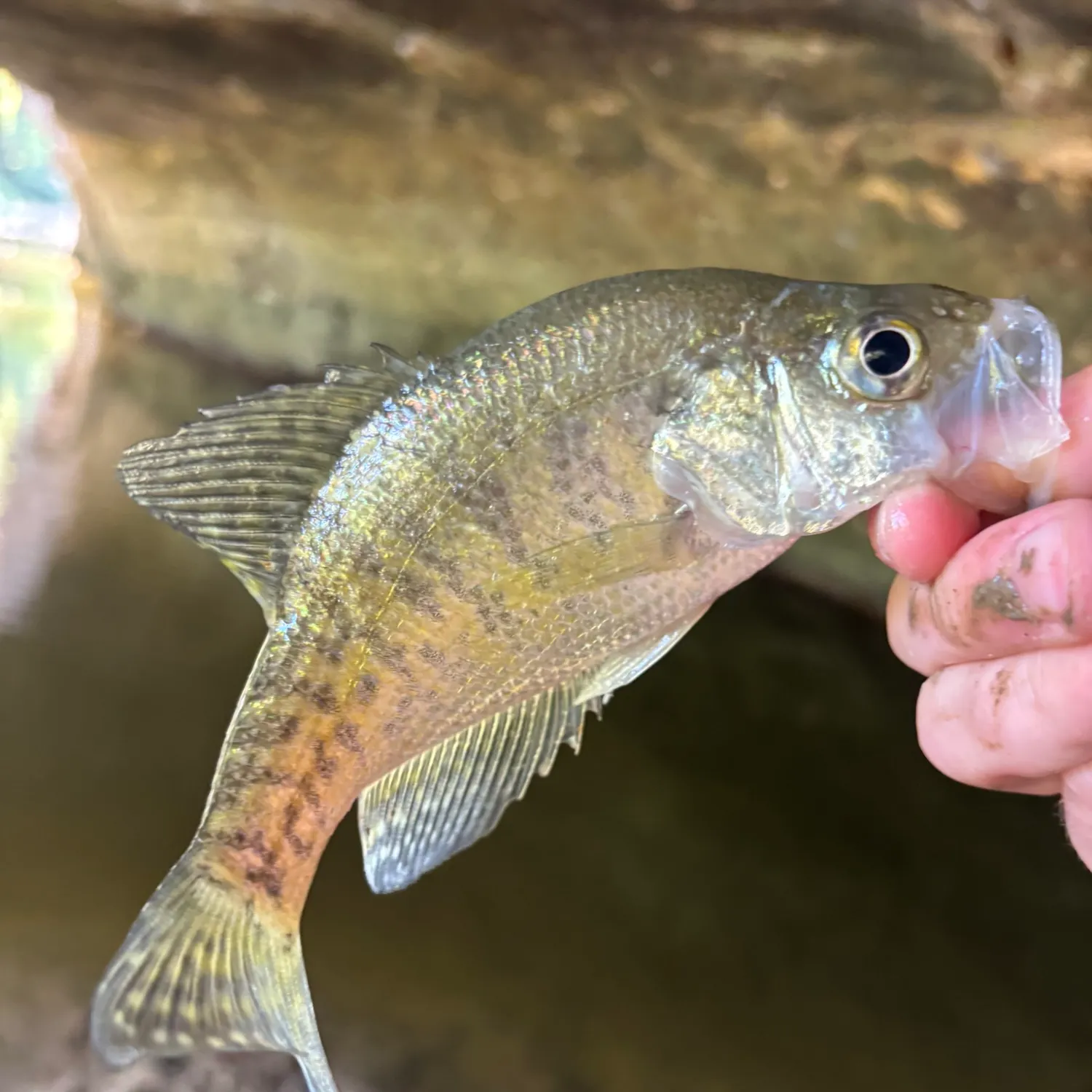 White crappie caught on Fishbrain