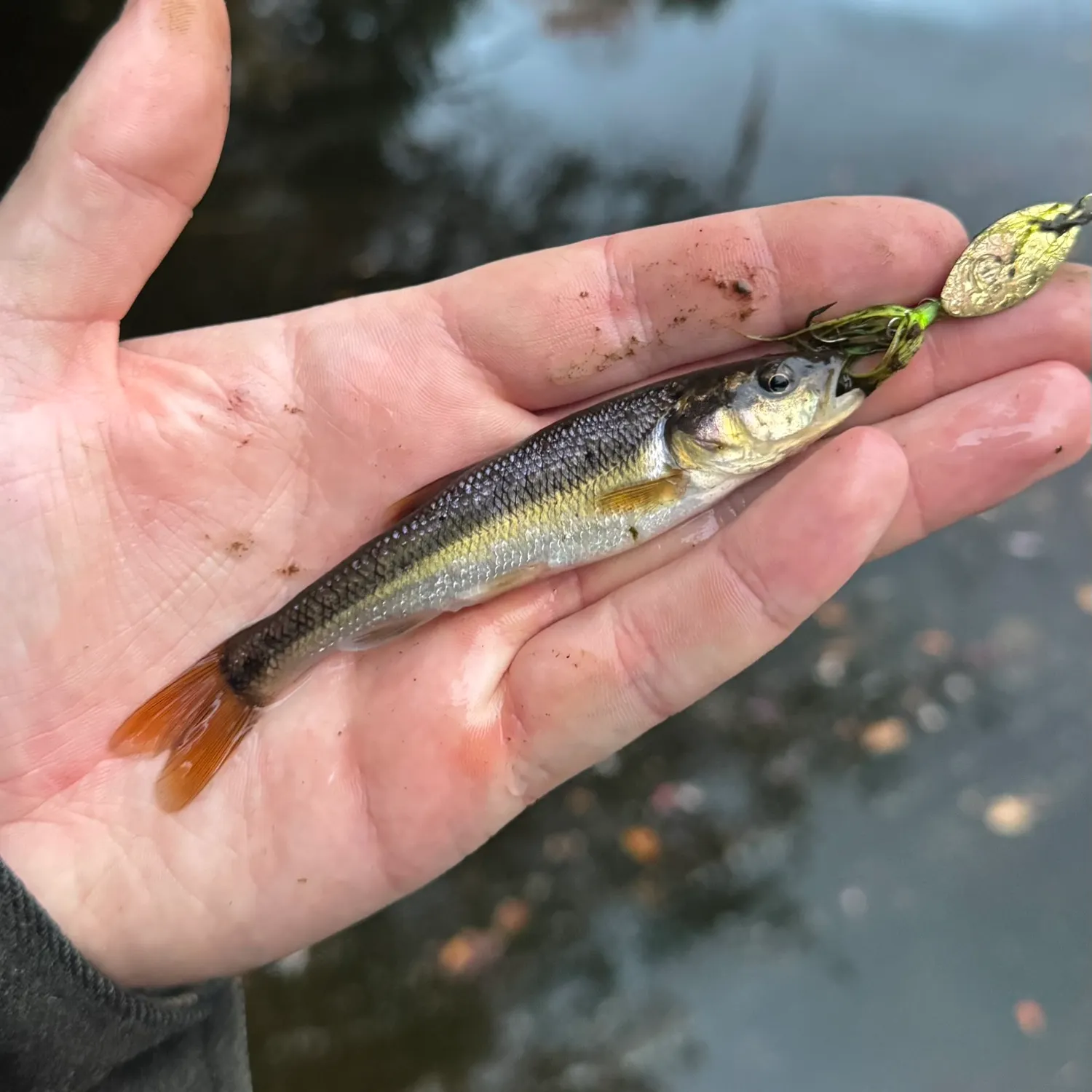 Creek chub caught on Fishbrain