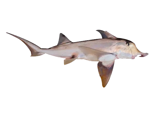 Plownose chimaera