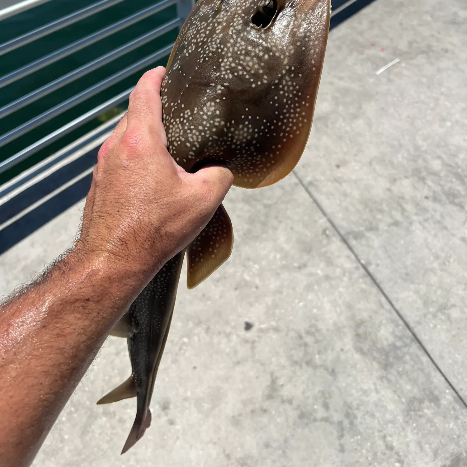 The most recent Pacific shovelnose guitarfish catches on Fishbrain