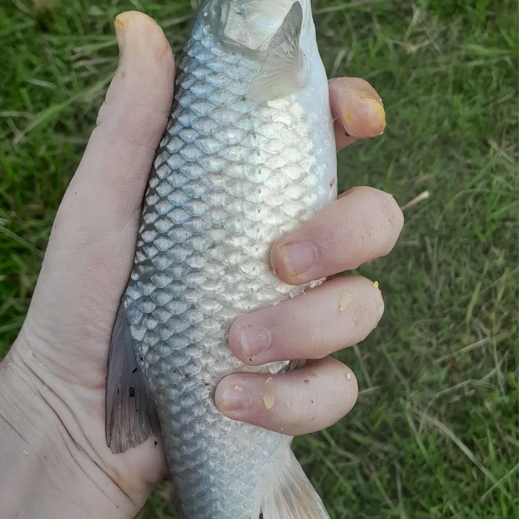 The most recent Largemouth yellowfish catches on Fishbrain